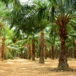 Pemerintah dan Asosiasi Dorong Pertumbuhan Industri Oleokimia Kelapa Sawit