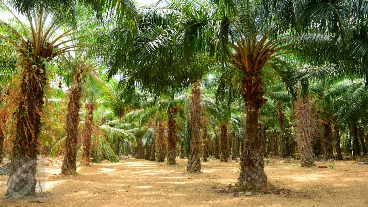 Pemerintah dan Asosiasi Dorong Pertumbuhan Industri Oleokimia Kelapa Sawit